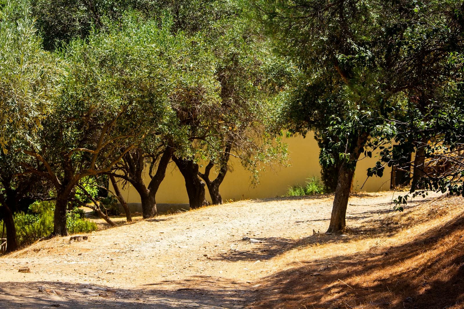 Single-origin Aegean groves